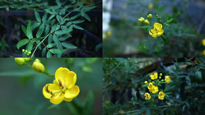 双荚决明 双荚槐 花蕾 黄花 叶 果