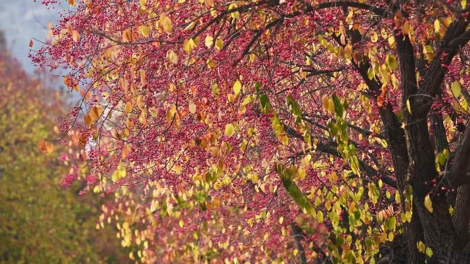 秋天美丽的丝棉木 鸡血兰 白桃树 野杜仲