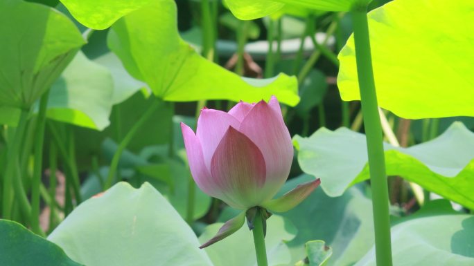 荷花 荷叶 莲花