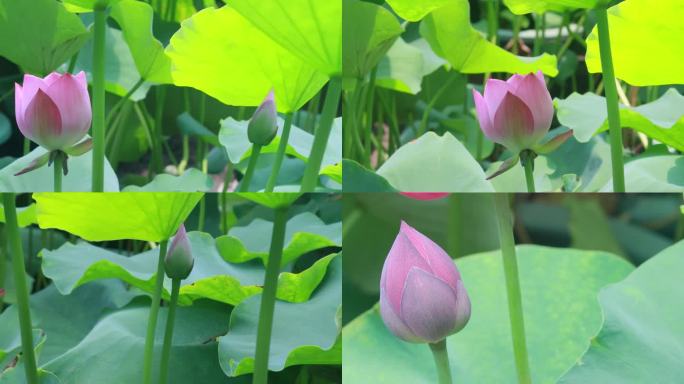 荷花 荷叶 莲花