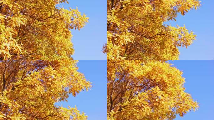 西北秋天金黄树叶仰望蓝天空镜头