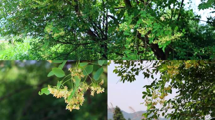 黄檀  檀木 花蕾 橘黄色花  茎 植株