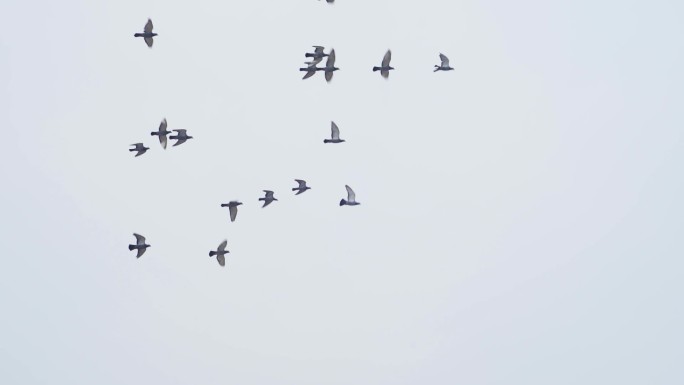 一群鸽子飞过屋顶鸽子起飞飞鸟翱翔国庆鸽子