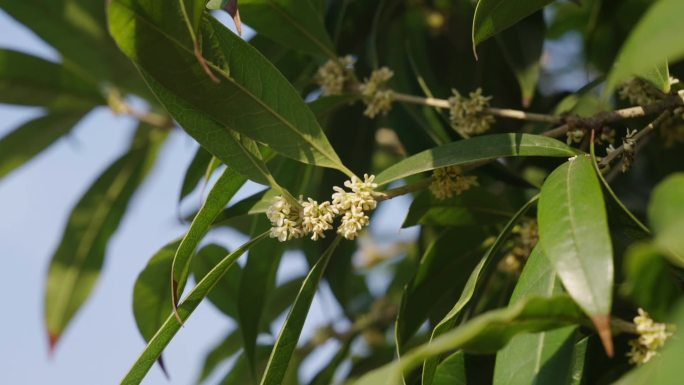 烈士公园 荆棘 绿色植物特写