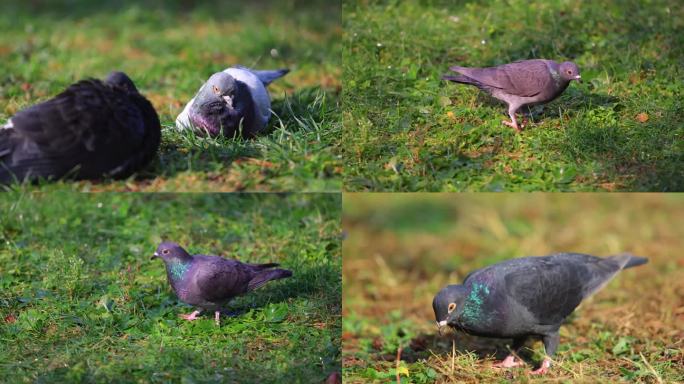 草地上觅食的鸽子高清特写
