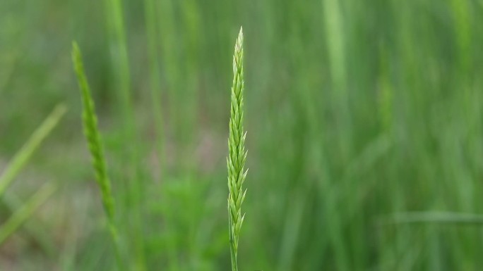 赖草 杂草 绿果穗  叶 茎 植株 生境