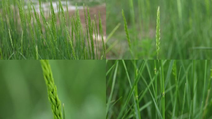 赖草 杂草 绿果穗  叶 茎 植株 生境