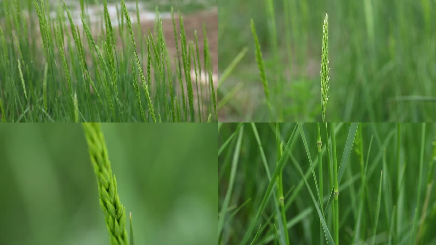 赖草 杂草 绿果穗  叶 茎 植株 生境