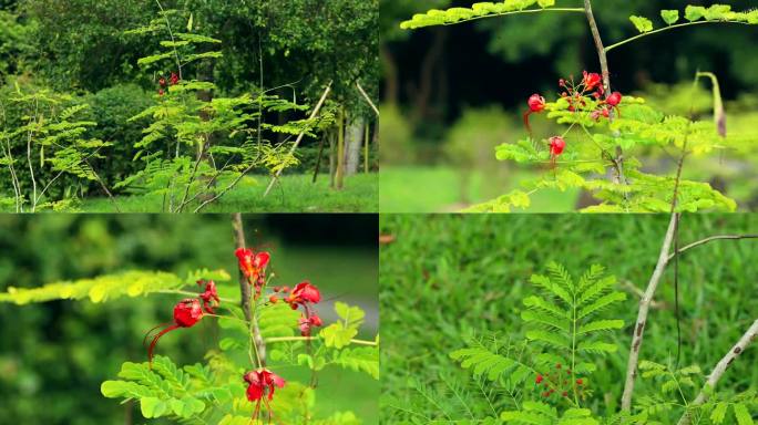 洋金凤 花蕾 红花 果荚 叶 植株 花期