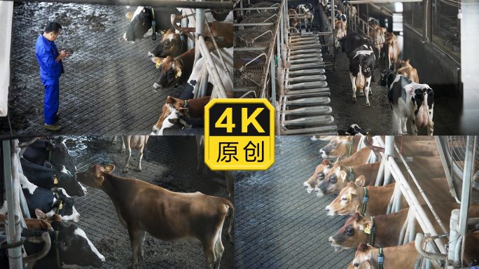 奶牛牧场牛场牛奶加工场奶牛技术养殖农业园