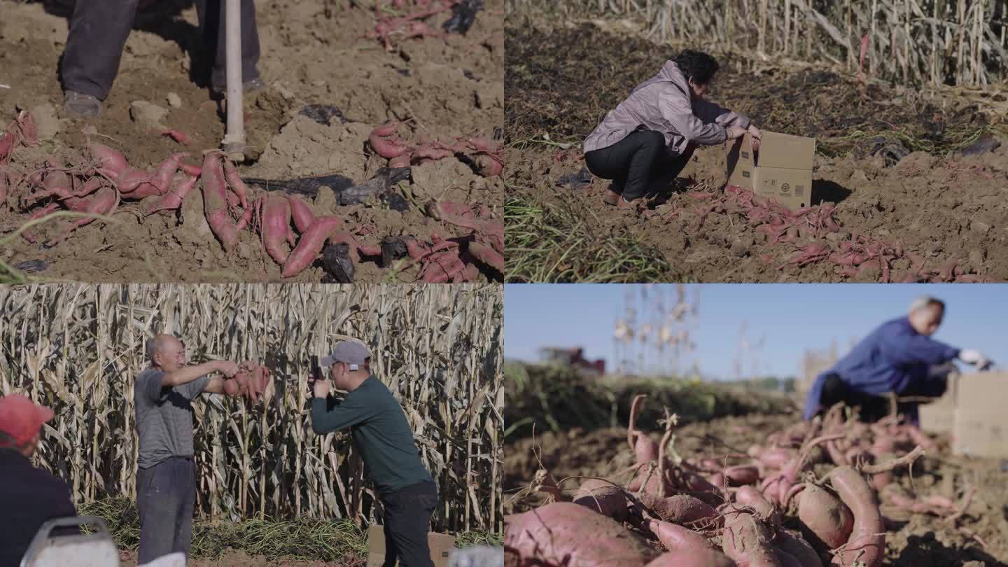 挖红薯 分拣装箱  农田农民