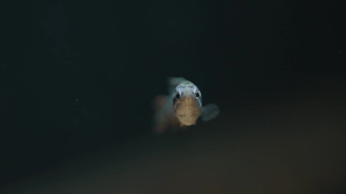 水下生物动植物鱼虾鱼缸水族