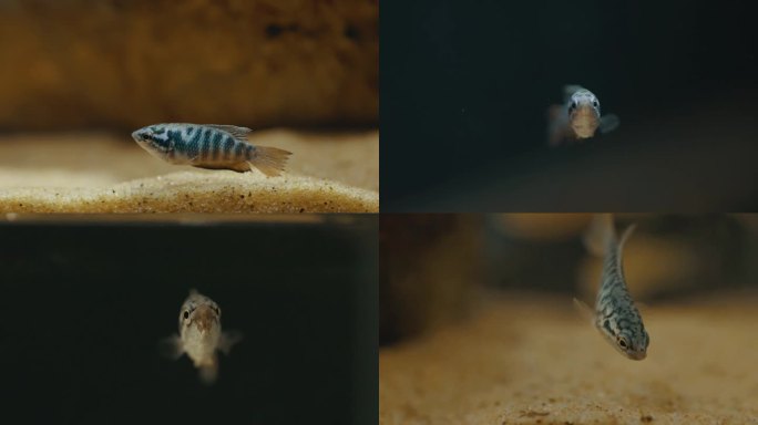 水下生物动植物鱼虾鱼缸水族