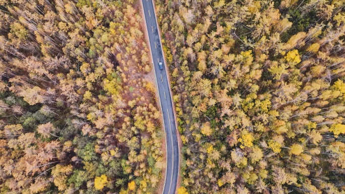 汽车穿越秋天的森林公路