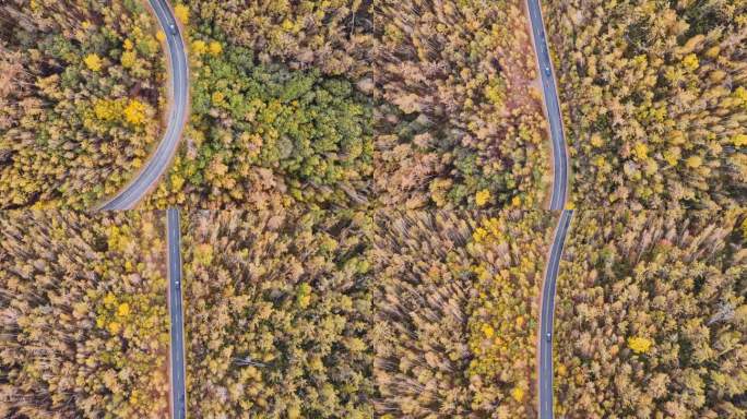 汽车穿越秋天的森林公路