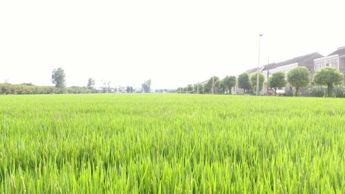 江苏农村乡村水稻、小麦生长期航拍