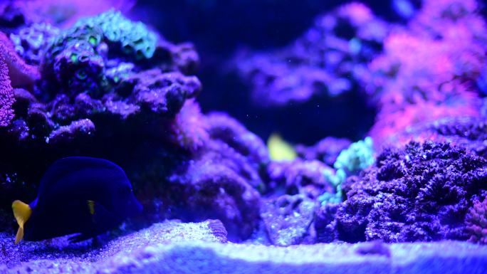 海底的深海鱼一个水下场景，有五彩缤纷的珊瑚礁和在海洋中游泳的异国鱼类，还有五颜六色的珊瑚礁。