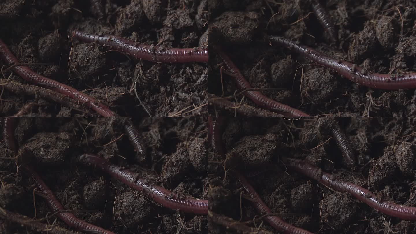 蚯蚓在泥土上爬行肥沃的土壤黑色土壤泥土