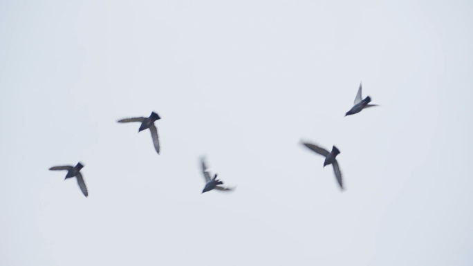 鸽子飞翔鸽子起飞飞过天空城市鸽子空镜视频