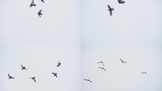 鸽子飞翔鸽子起飞飞过天空城市鸽子空镜视频
