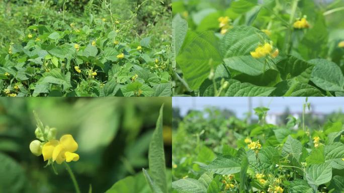 赤豆 红豆 花蕾 黄花 果 叶 茎 植株