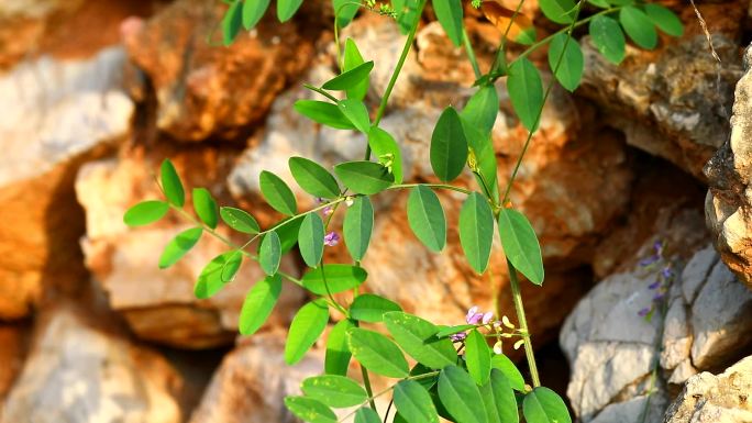 大叶野豌豆 花蕾 紫花 果 叶 茎 植株