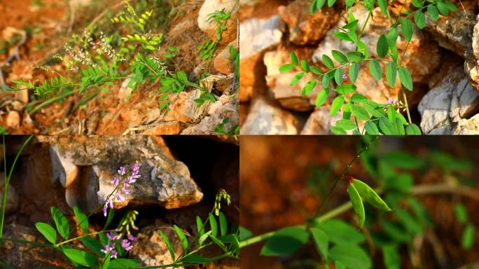 大叶野豌豆 花蕾 紫花 果 叶 茎 植株