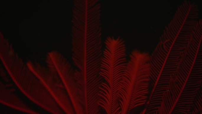 红羽毛星软珊瑚羽毛海底生物