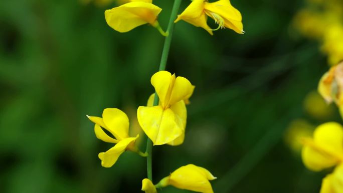 鹰爪豆 花蕾 黄花 果荚 茎 植株 花期