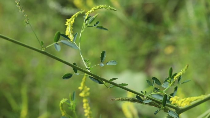 草木犀 铁扫把 花蕾 黄花 果 茎 植株