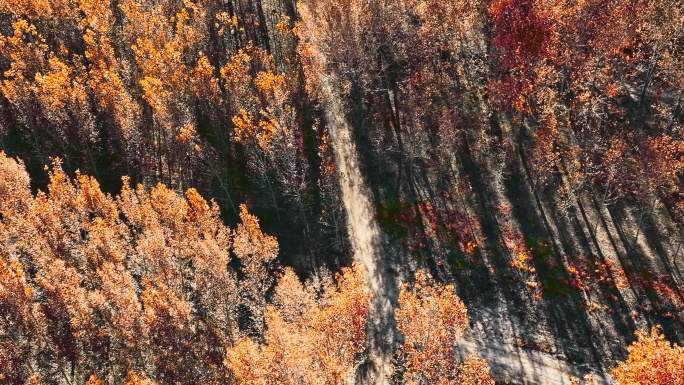 航拍秋天空镜头树林影子