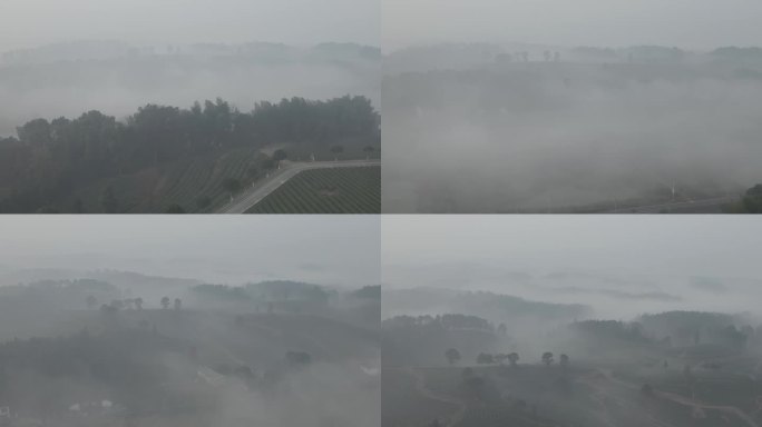 大气金井茶园航拍 山间云雾