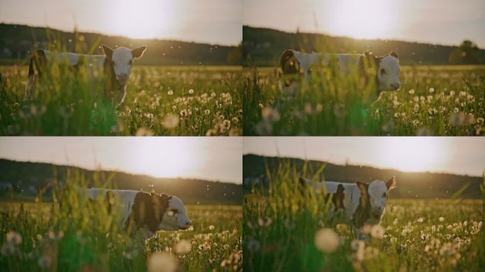 SLO MO日落时牧场上被昆虫包围的小牛