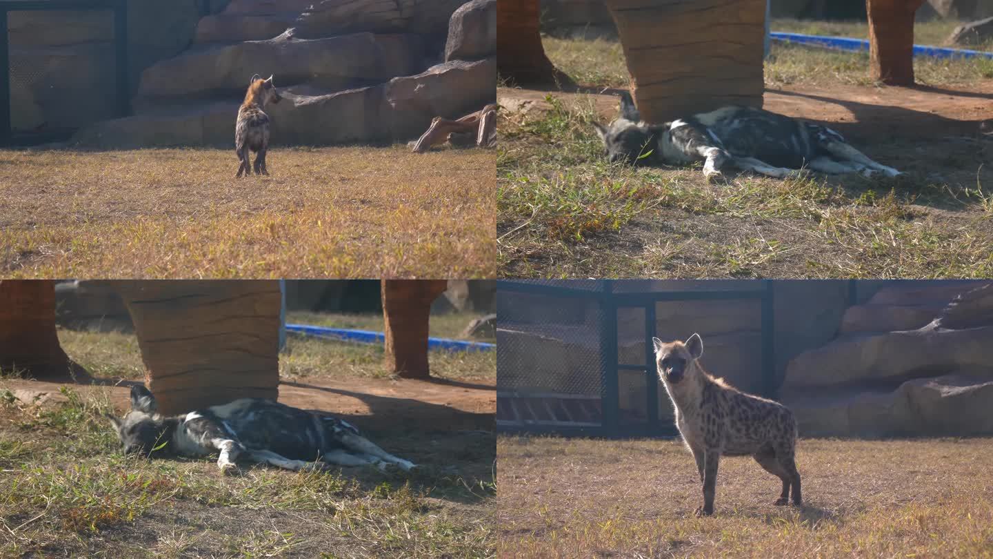 猎狗 非洲猎狗 动物园 野生动物园 野狗