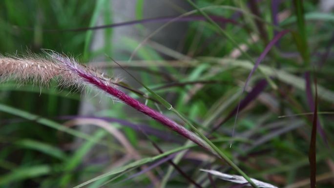 牡地狼尾草  杂草 枣红色花穗 茎 植株