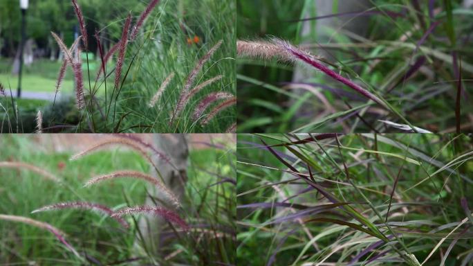 牡地狼尾草  杂草 枣红色花穗 茎 植株