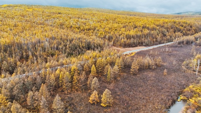 航拍穿越秋天的森林