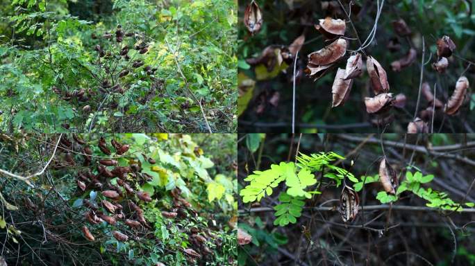 云实 中药 果荚 种子 叶 茎 植株