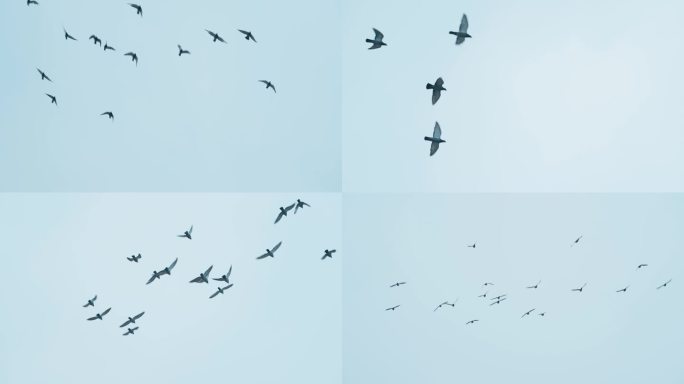 鸽子飞翔鸽子起飞翱翔天空飞鸟飞过屋顶空镜