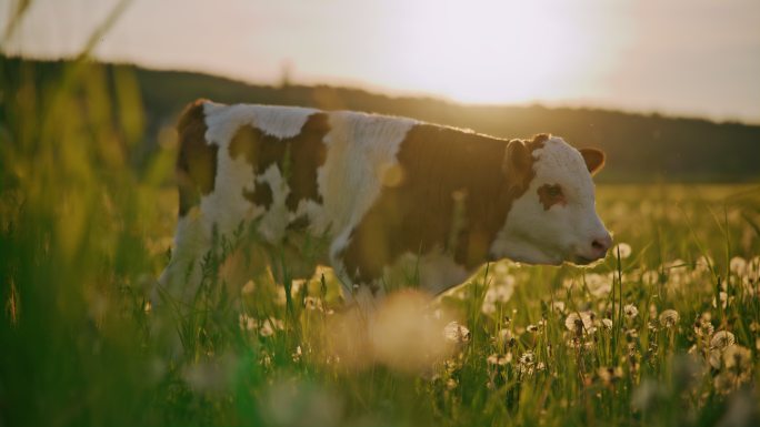 日落时分，小牛在牧场上行走
