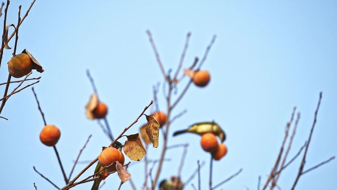 秋天柿子树上觅食的白头翁