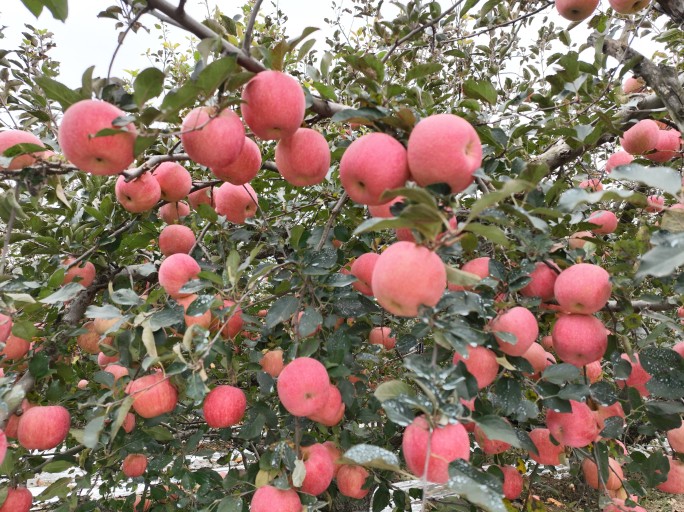 烟台苹果红富士苹果园