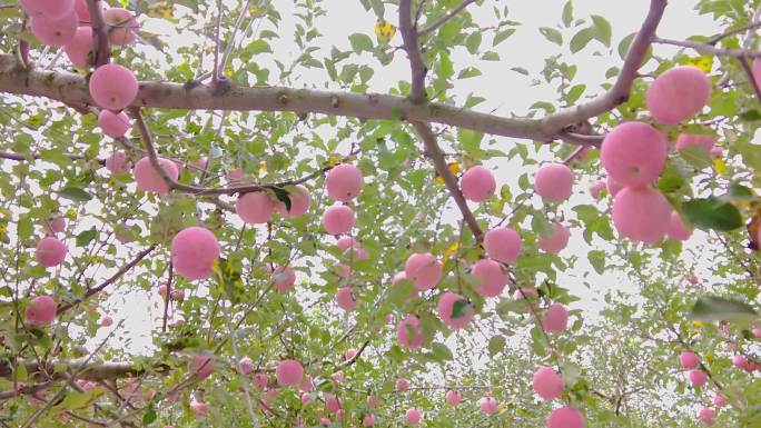 洛川苹果产地