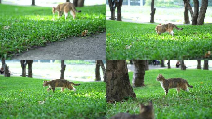 公园猫咪在草地玩耍