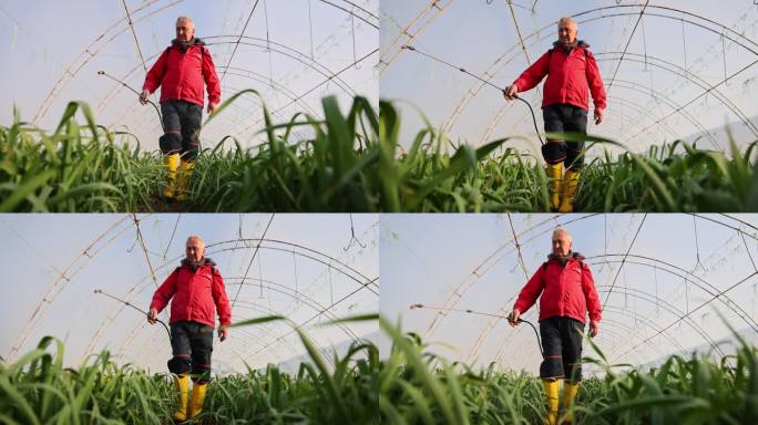 高加索资深农民，带着作物喷雾器，在温室喷洒洋葱/葱作物
