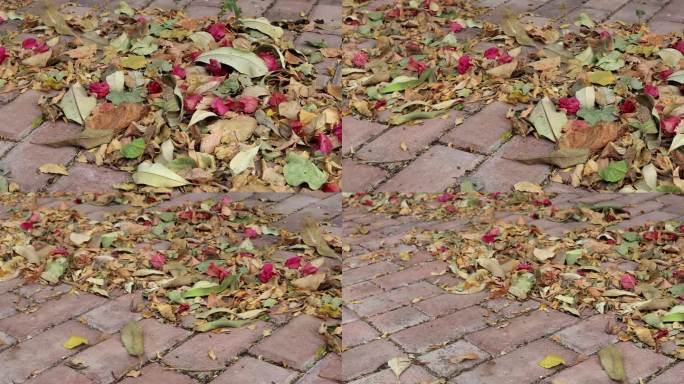 秋季阴天清晨街道上落满的枯树叶高清实拍