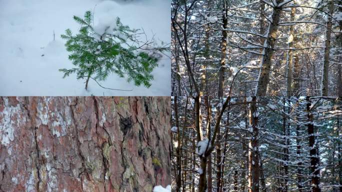 东北冬天雪后松树林树木特写实拍