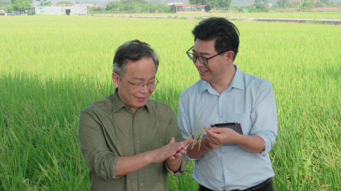 水稻种植专家
