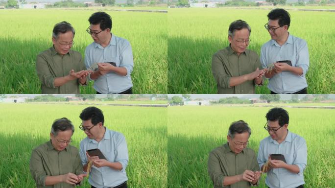 水稻种植专家