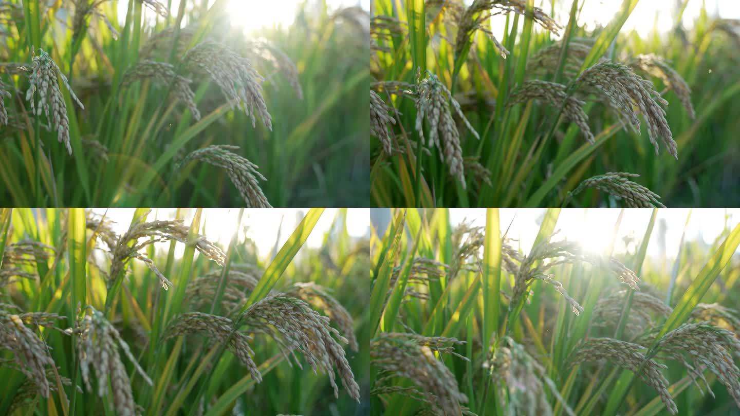 阳光穿过稻穗